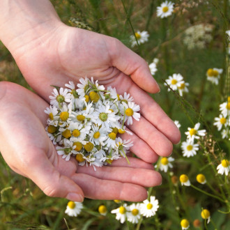Bio Chamomile Oil 100 ml
