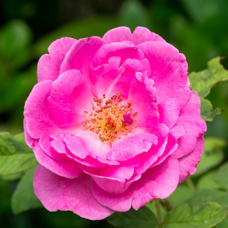 Bio Rejuvenating Rose Ritual